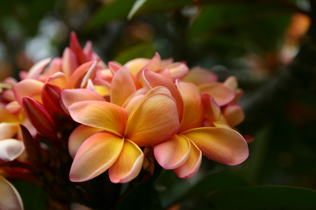 Flores de Madeira