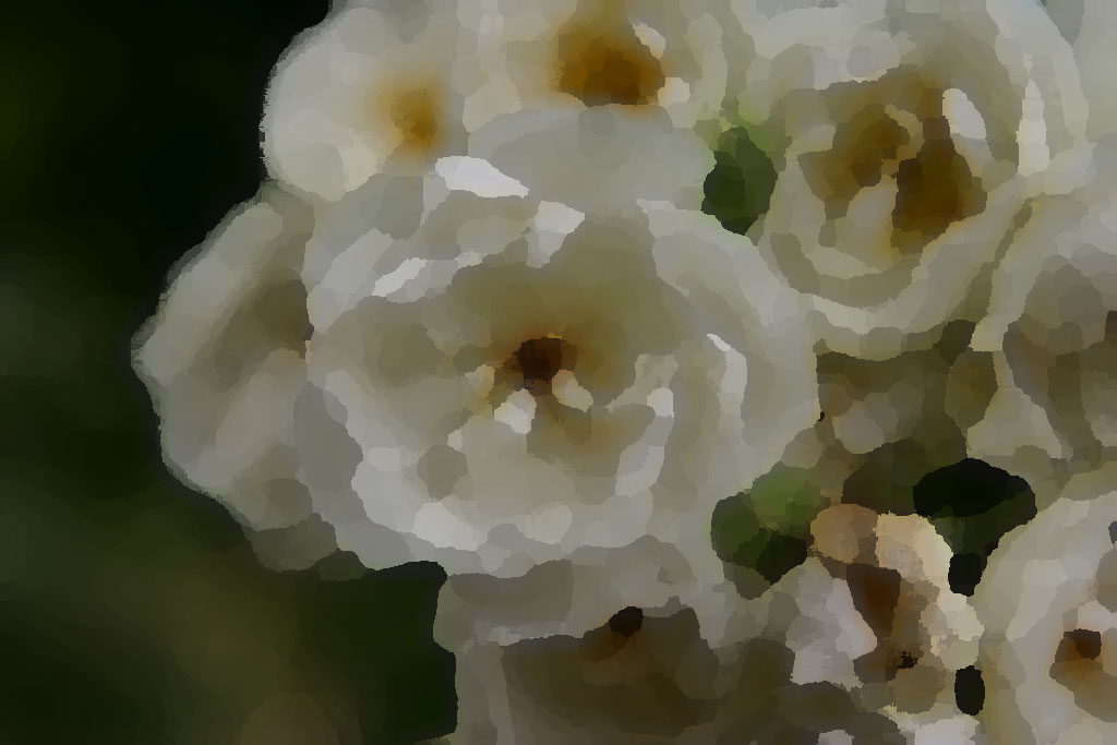 Rosa blanca cuarteada